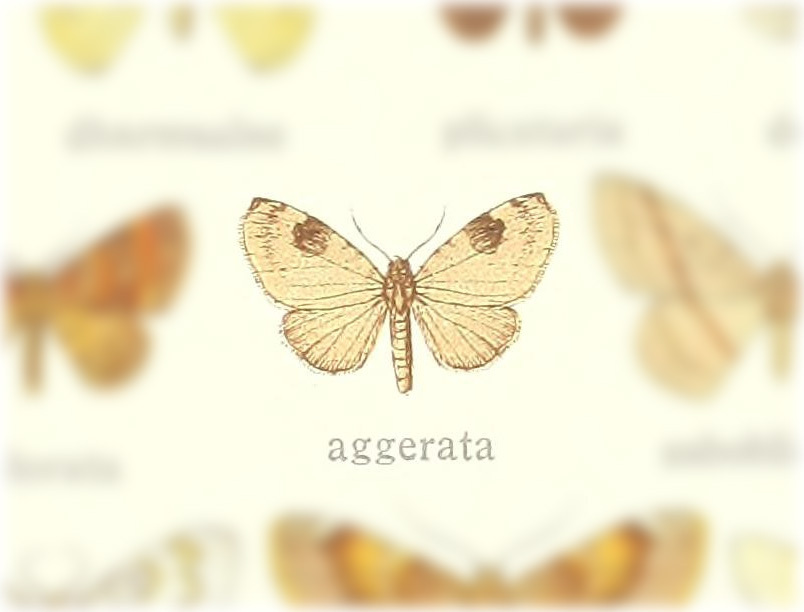 Hydrelia aggerata