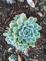 Echeveria elegans