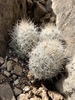 Sacramento Mountain Foxtail Cactus - Photo (c) CK Kelly, some rights reserved (CC BY), uploaded by CK Kelly