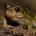 Common Spadefoot - Photo (c) Alexandre Roux, some rights reserved (CC BY-NC)