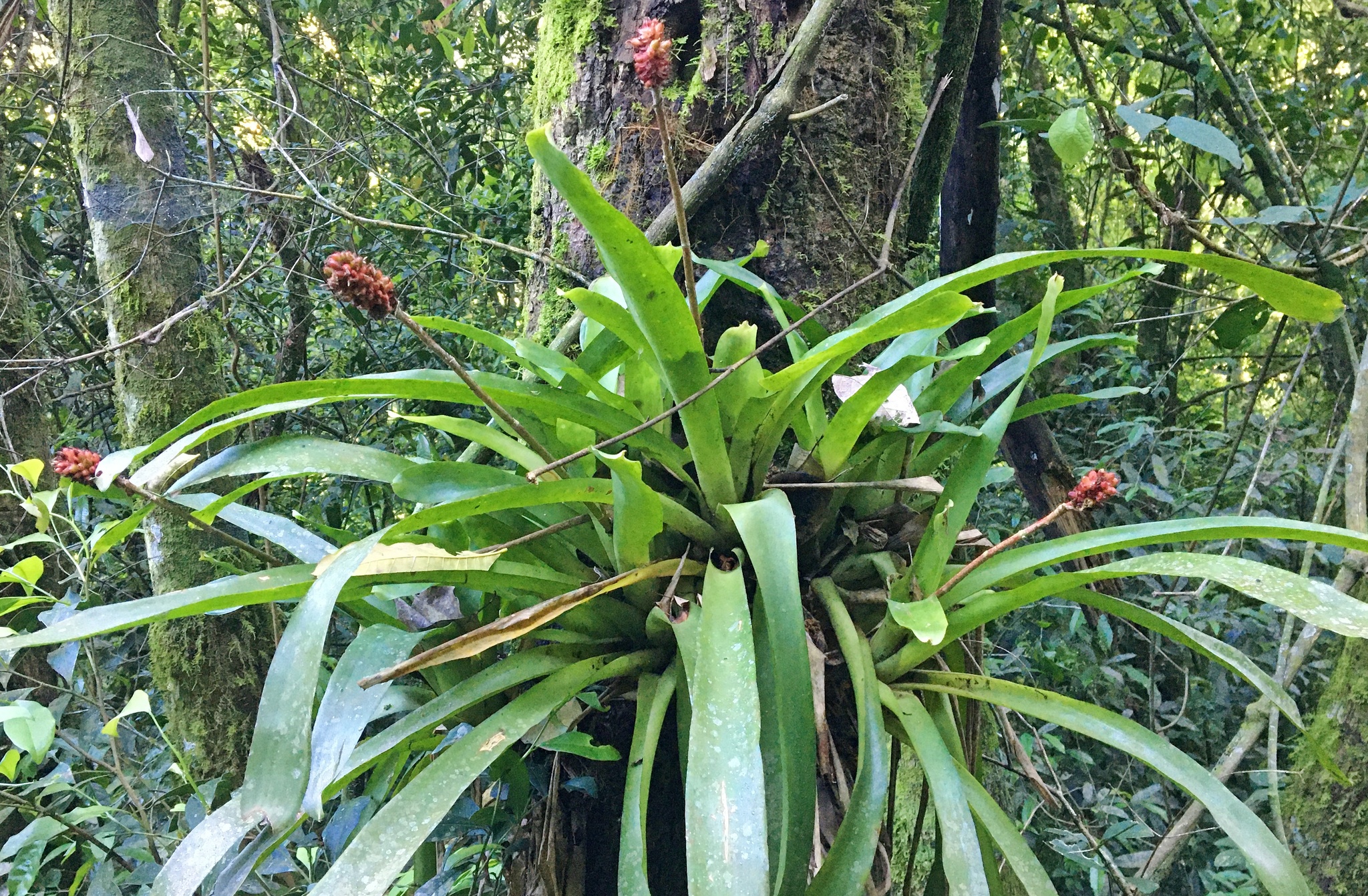 Aechmea calyculata