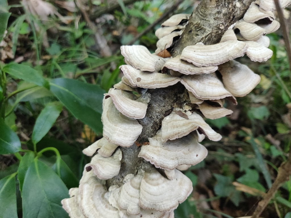 Trichaptum biforme · October 2023 · photo: © alex_wentworth (iNaturalist, cc-by)