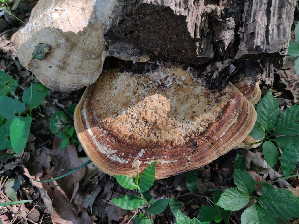 Fomitopsis dickinsii · October 2023 · photo: © alex_wentworth (iNaturalist, cc-by)