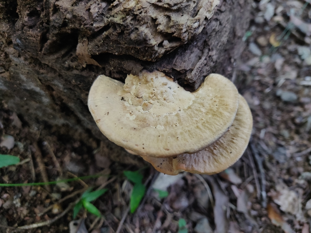Fomitopsis dickinsii · October 2023 · photo: © alex_wentworth (iNaturalist, cc-by)