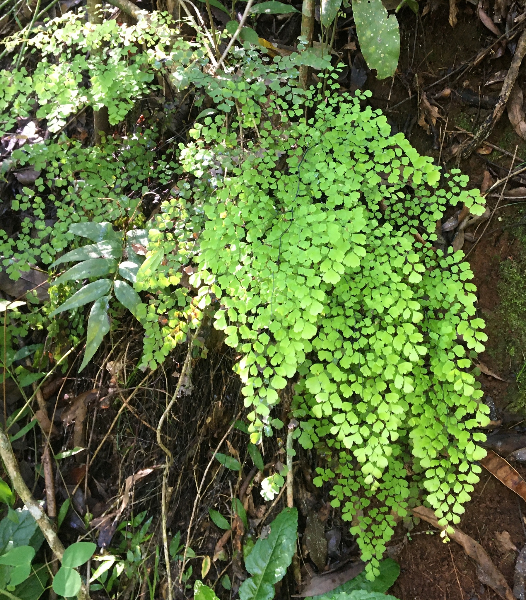 Adiantum raddianum