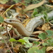 Antiguan Racer - Photo (c) Louis Imbeau, some rights reserved (CC BY), uploaded by Louis Imbeau