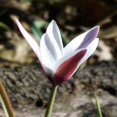 Tulipa clusiana
