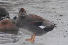 Mareca strepera strepera