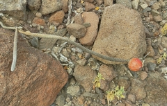 Peniocereus striatus