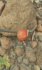Peniocereus striatus