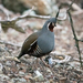 Mountain Quail - Photo no rights reserved