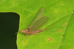 Ephemerellidae
