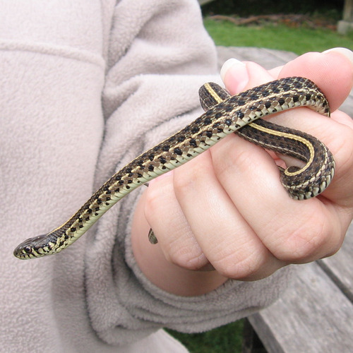 Photo of a Plains Garter Snake (Thamnophis radix)
