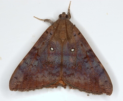Oxyodes tricolor