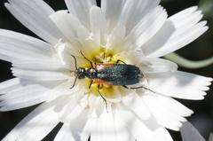 Eupompha elegans