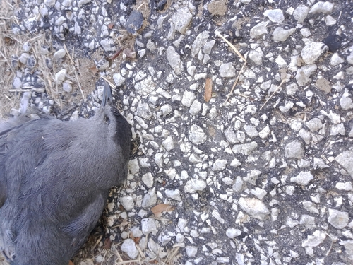 Gray Catbird photographed in Arkansas