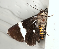 Coenotoca subaspersa