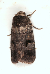 Thoracolopha
