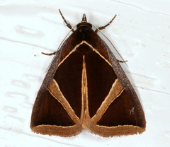 Agamana conjungens