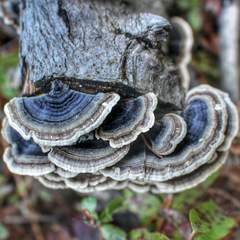 Trametes versicolor image