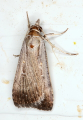 Tathorhynchus fallax