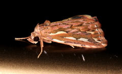 Meyrickella torquesauria