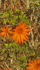 Adenophyllum speciosum