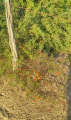 Adenophyllum speciosum