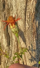 Adenophyllum speciosum