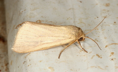 Heliocheilus moribunda