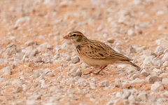 Pink-Billed Lark photo 4