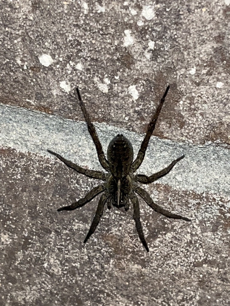 Wetland Giant Wolf Spider from Elk Creek Rd, Middletown, OH, US on