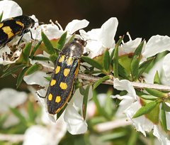 Castiarina xanthopilosa