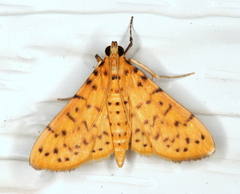 Conogethes