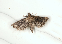 Sufetula hemiophthalma
