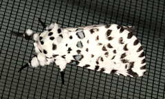 Kamalia australis
