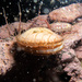 Patagonian Scallop - Photo (c) MatiasG, some rights reserved (CC BY-ND), uploaded by MatiasG