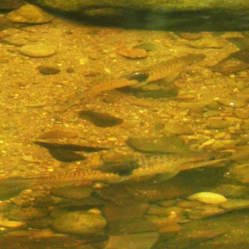 Sabah Hampala