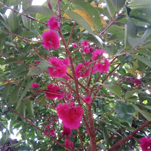 Syzygium observed 2023-10-04
