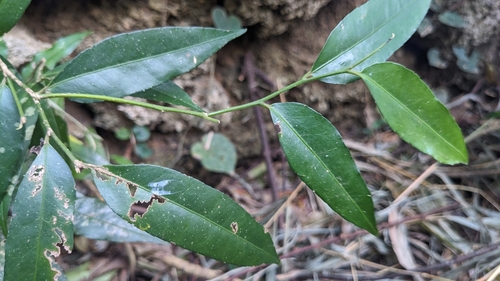 Putranjiva formosana, photograph 6