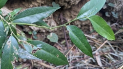 Putranjiva formosana, photograph Cheng-Te Hsu, CC BY, iNaturalist via GBIF