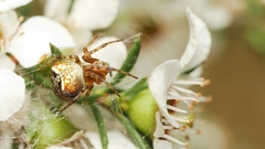 Araneus albotriangulus