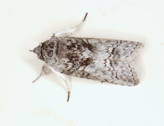 Nycteola polycyma