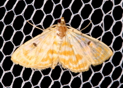 Notarcha aurolinealis