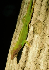 Hispaniolan Green Anole photo 2