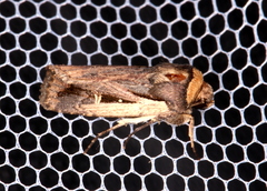 Proteuxoa tortisigna