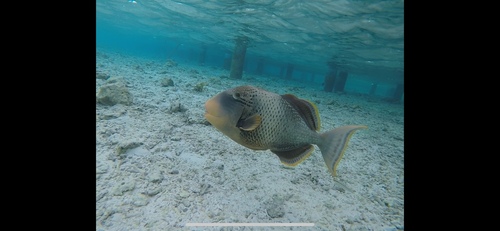 Yellowmargin Triggerfish — seen at this dive site