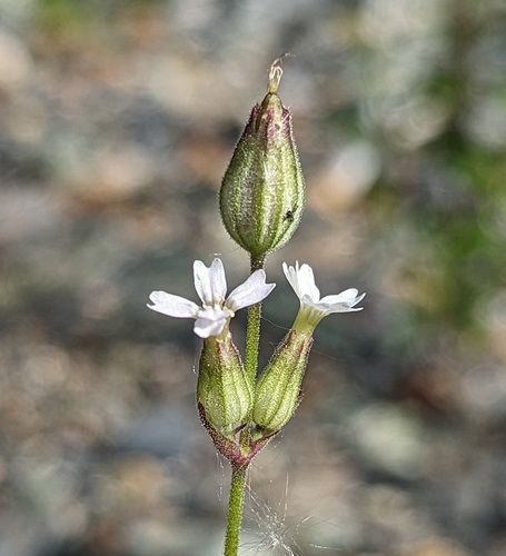 Silene taimyrensis (Tolm.) Bocquet