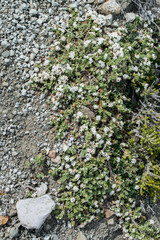 Pimelea carnosa