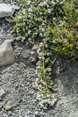 Pimelea carnosa